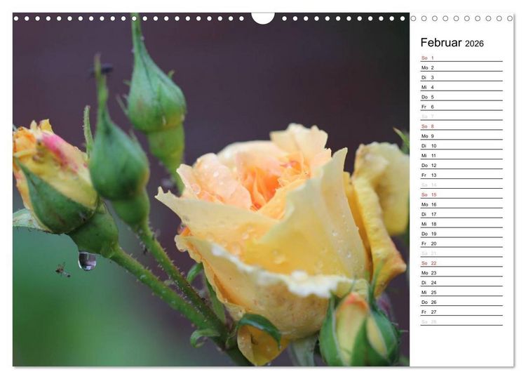Produktbild: Zauberhafte Rosen (Wandkalender 2026 DIN A3 quer), CALVENDO Monatskalender