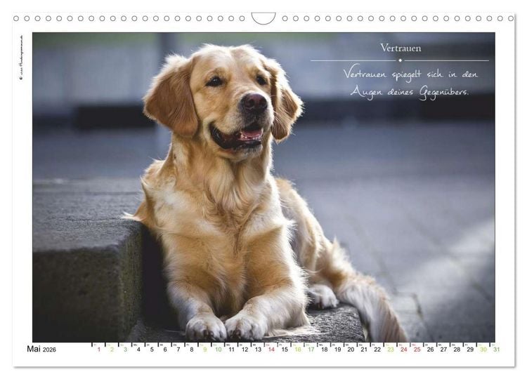 Produktbild: Hunde-Spruchreif (Wandkalender 2026 DIN A3 quer), CALVENDO Monatskalender