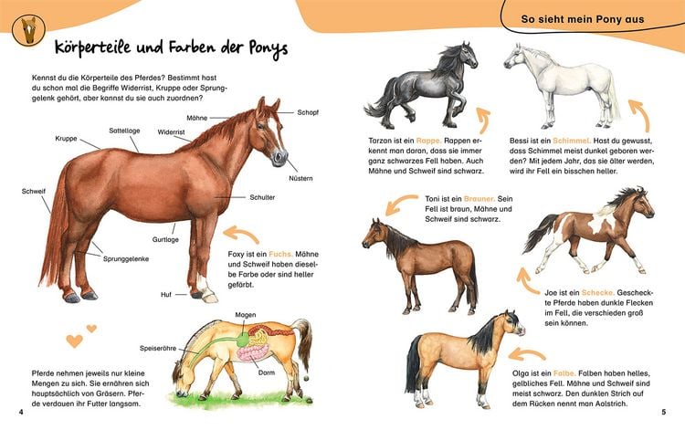 Produktbild: Mein erstes Pferdebuch