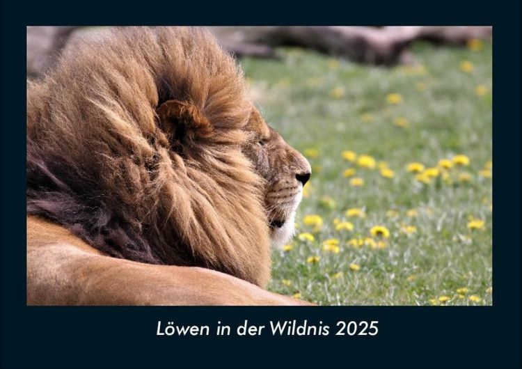Produktbild: L&ouml;wen in der Wildnis 2025 Fotokalender DIN A4