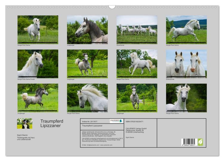 Produktbild: Traumpferd Lipizzaner (Wandkalender 2026 DIN A2 quer), CALVENDO Monatskalender