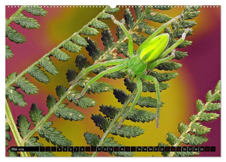 Produktbild: J&auml;ger auf acht Beinen (hochwertiger Premium Wandkalender 2026 DIN A2 quer), Kunstdruck in Hochglanz