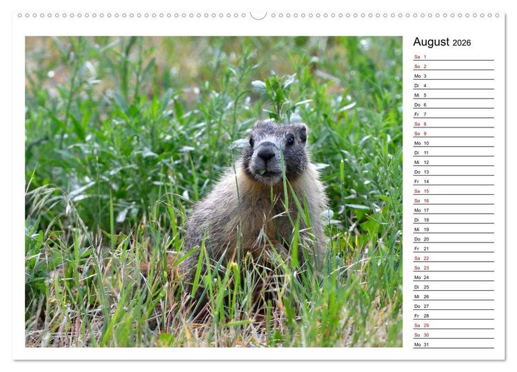 Produktbild: Murmeltiere in Nordamerika (Wandkalender 2026 DIN A2 quer), CALVENDO Monatskalender
