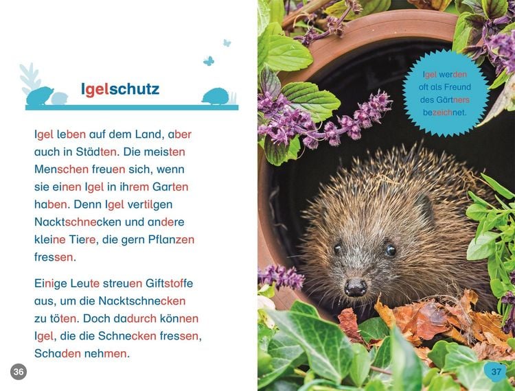 Produktbild: Superleser! Hallo, Igel!