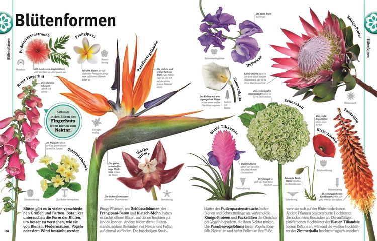 Produktbild: Unsere Welt in 1000 Bildern. Pflanzen