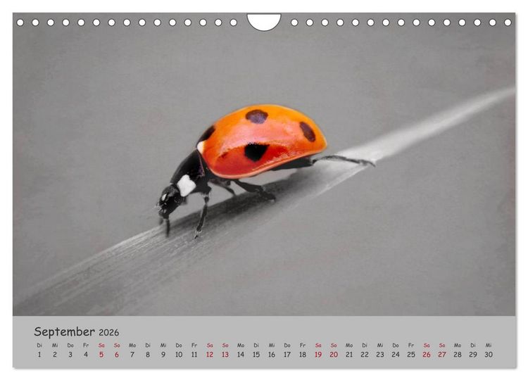 Produktbild: Gl&uuml;cksk&auml;fer (Wandkalender 2026 DIN A4 quer), CALVENDO Monatskalender