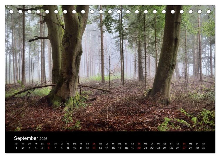 Produktbild: Waldkalender (Tischkalender 2026 DIN A5 quer), CALVENDO Monatskalender