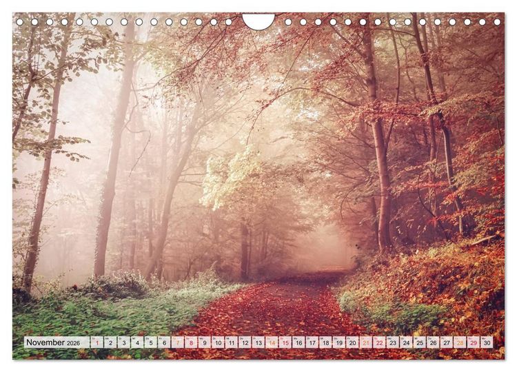 Produktbild: Wald - mystische Spazierg&auml;nge (Wandkalender 2026 DIN A4 quer), CALVENDO Monatskalender