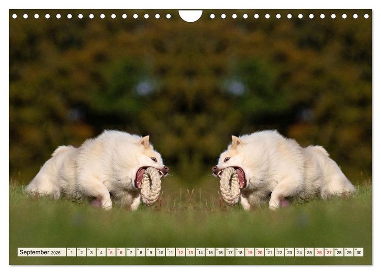 Produktbild: Mit doppelter Power durch das Jahr (Wandkalender 2026 DIN A4 quer), CALVENDO Monatskalender