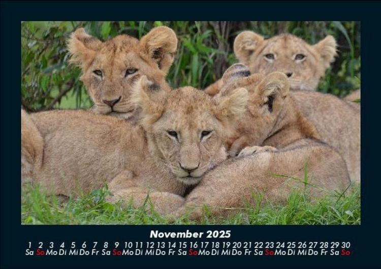 Produktbild: L&ouml;wen in der Wildnis 2025 Fotokalender DIN A5