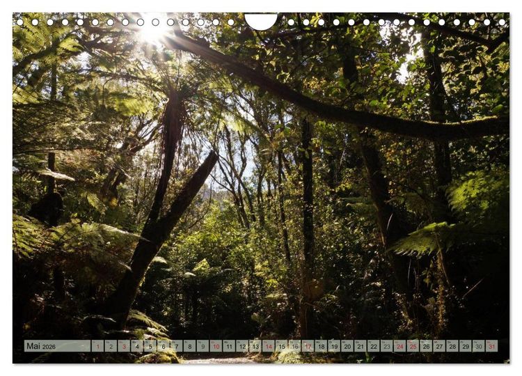 Produktbild: Prim&auml;rwald - Neuseeland (Wandkalender 2026 DIN A4 quer), CALVENDO Monatskalender