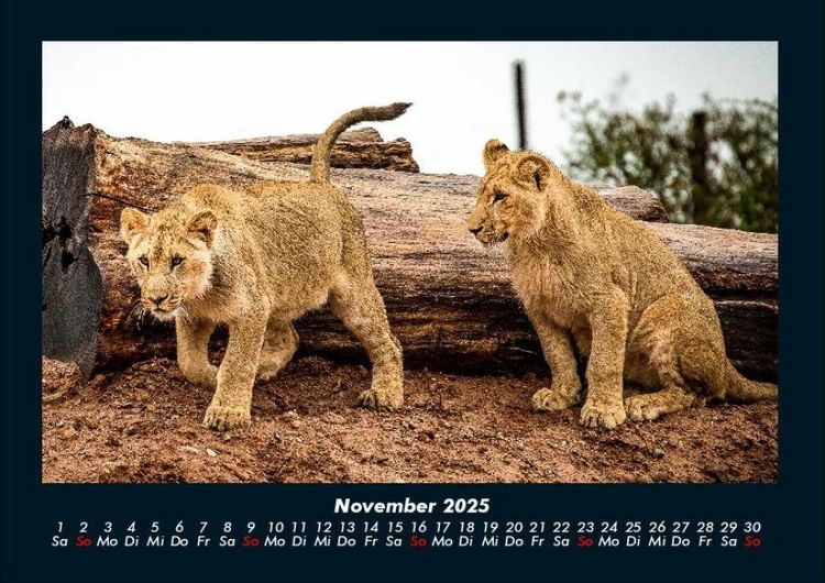 Produktbild: Welt der Tiere 2025 Fotokalender DIN A4