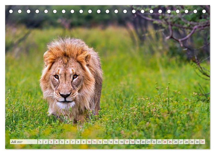 Produktbild: Afrikas Tierwelt - L&ouml;wen (Tischkalender 2027 DIN A5 quer), CALVENDO Monatskalender