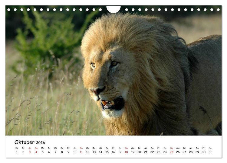 Produktbild: L&ouml;wen Impressionen (Wandkalender 2026 DIN A4 quer), CALVENDO Monatskalender