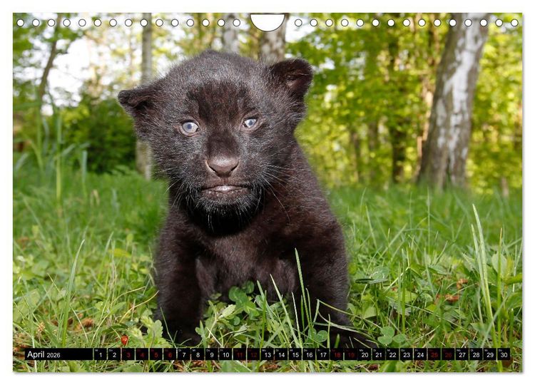 Produktbild: GROSSKATZEN GANZ KLEIN (Wandkalender 2026 DIN A4 quer), CALVENDO Monatskalender
