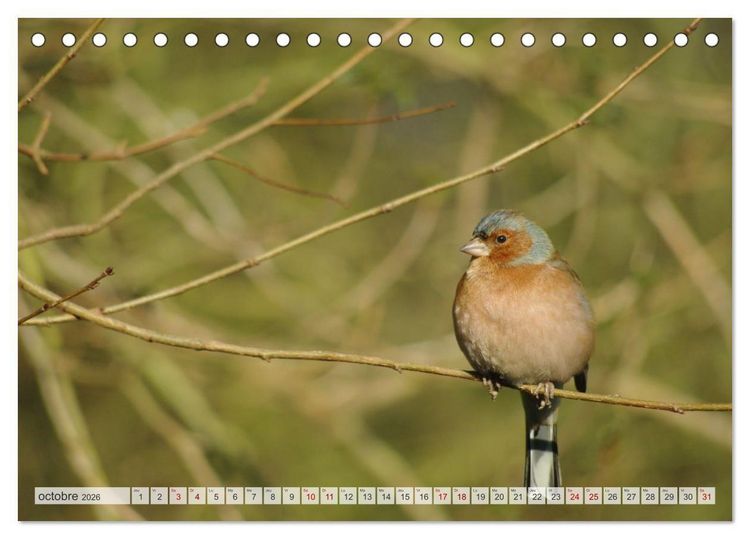 Produktbild: Oiseaux libres et sauvages (Calendrier de bureau 2026 DIN A5 vertical), CALVENDO calendrier mensuel