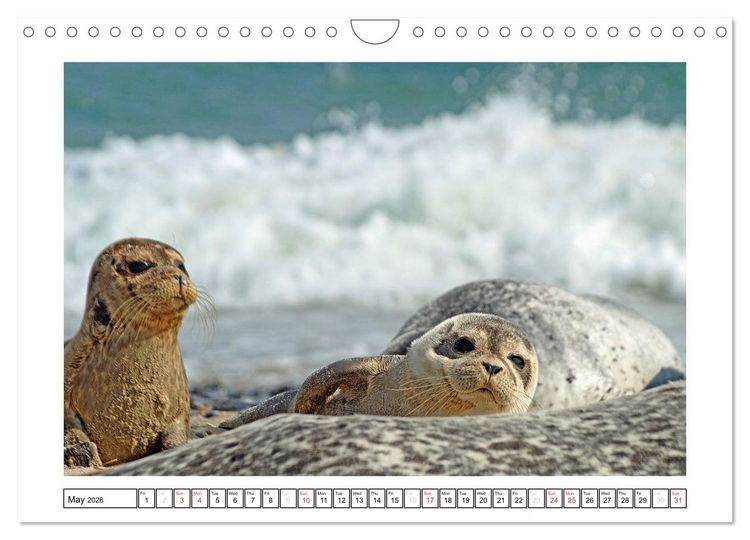 Produktbild: Seals on the Beach (Wall Calendar 2026 DIN A4 landscape), CALVENDO 12 Month Wall Calendar