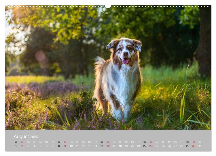 Produktbild: Australian Shepherd 2026 (Wandkalender 2026 DIN A2 quer), CALVENDO Monatskalender