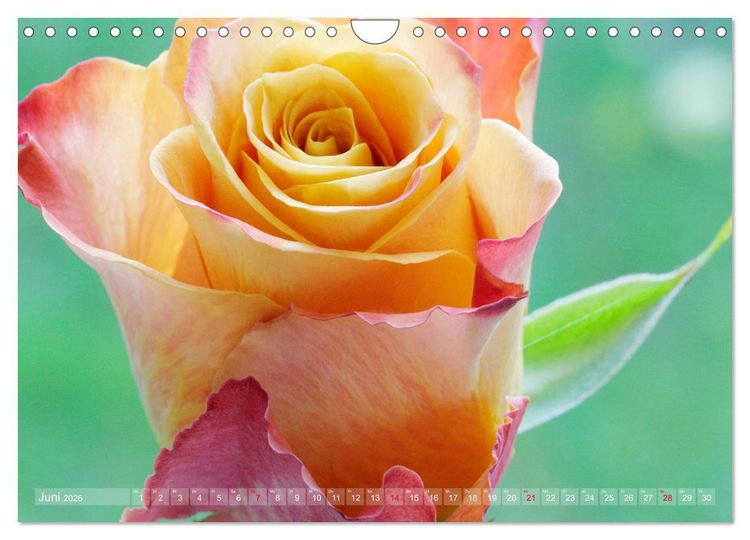 Produktbild: Stolze Rosen (Wandkalender 2026 DIN A4 quer), CALVENDO Monatskalender