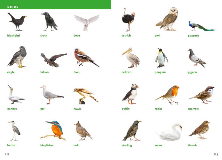 Produktbild: English Visual Dictionary