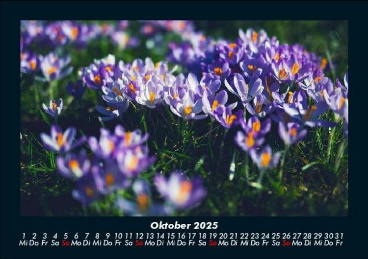 Produktbild: Blumenzauber 2025 Fotokalender DIN A5