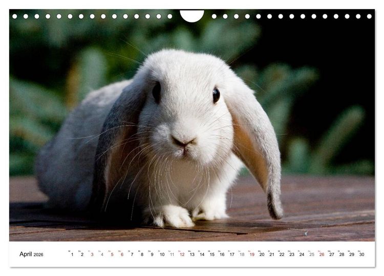 Produktbild: Kaninchen - knuddelige Hausgenossen (Wandkalender 2026 DIN A4 quer), CALVENDO Monatskalender