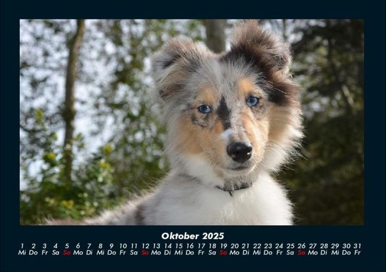 Produktbild: Hundezauber 2025 Fotokalender DIN A4