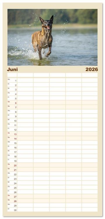 Produktbild: Familienplaner 2026 - Mit dem Malinois durch das Jahr mit 5 Spalten (Wandkalender, 21 x 45 cm) CALVENDO