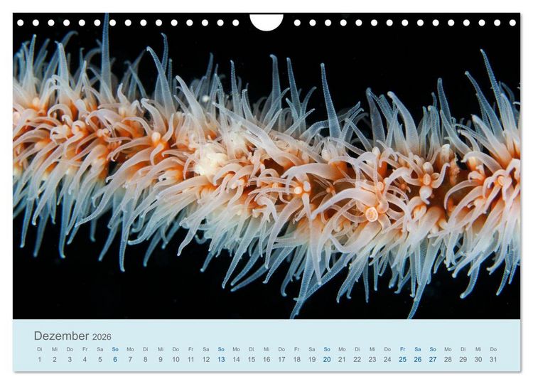Produktbild: Abenteuer Unterwasser (Wandkalender 2026 DIN A4 quer), CALVENDO Monatskalender
