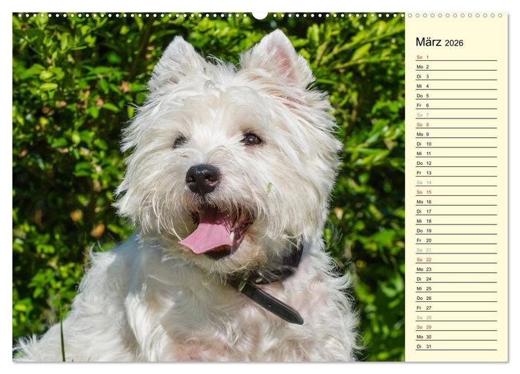 Produktbild: Kobold auf 4 Pfoten - West Highland White Terrier (hochwertiger Premium Wandkalender 2026 DIN A2 quer), Kunstdruck in Hochglanz