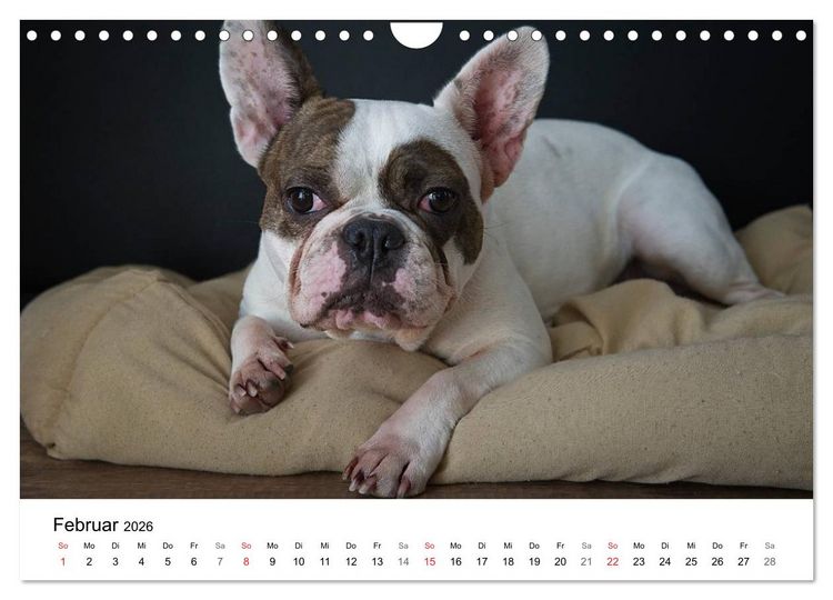 Produktbild: Mein Hundekalender 2026 (Wandkalender 2026 DIN A4 quer), CALVENDO Monatskalender