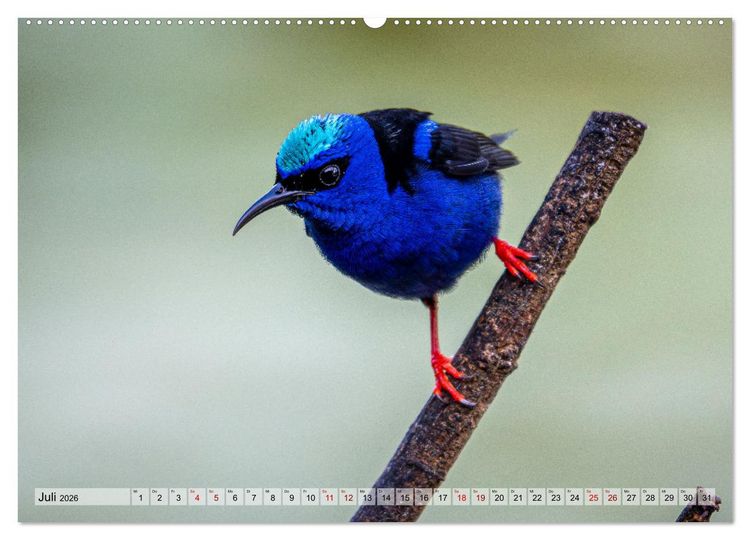 Produktbild: Phantastische Vogelwelt Costa Rica (Wandkalender 2026 DIN A2 quer), CALVENDO Monatskalender