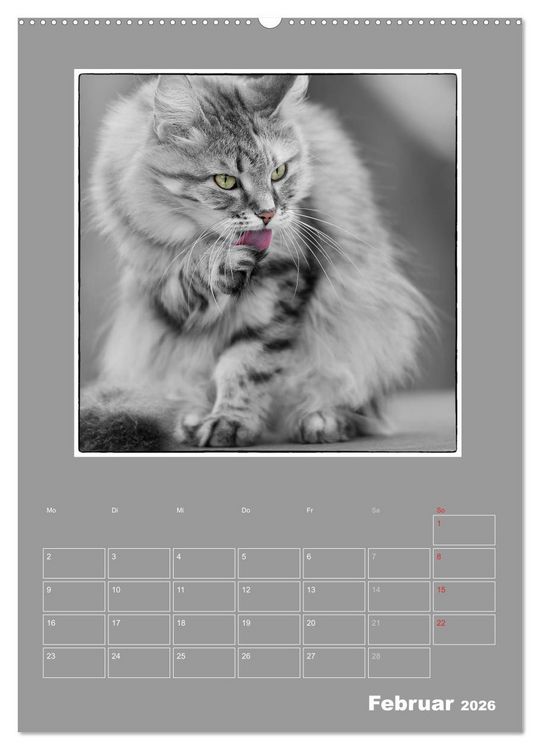 Produktbild: Katzen Blues / Planer (hochwertiger Premium Wandkalender 2026 DIN A2 hoch), Kunstdruck in Hochglanz