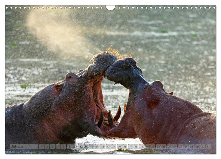 Produktbild: Flusspferde Magie des Augenblicks - Hippos in Afrika (Wandkalender 2026 DIN A3 quer), CALVENDO Monatskalender