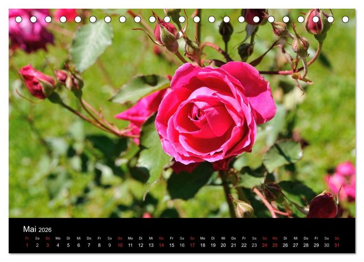 Produktbild: Baden bei Wien - Rosarium (Tischkalender 2026 DIN A5 quer), CALVENDO Monatskalender
