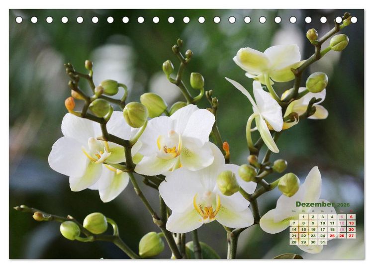 Produktbild: Sch&ouml;nste Orchideen (Tischkalender 2026 DIN A5 quer), CALVENDO Monatskalender