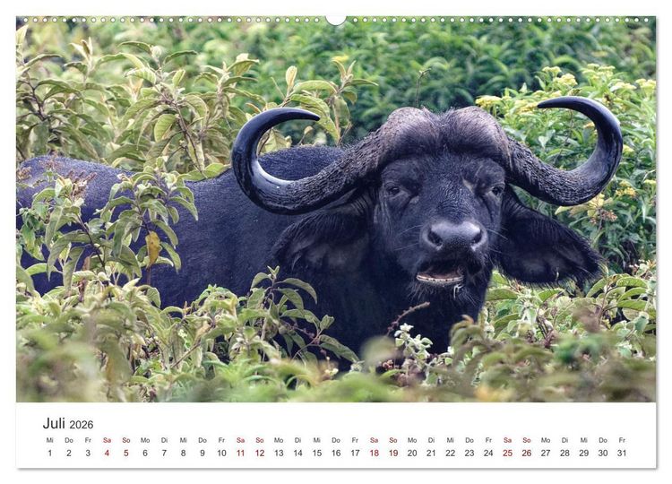 Produktbild: Tier Portraits Tansania (hochwertiger Premium Wandkalender 2026 DIN A2 quer), Kunstdruck in Hochglanz