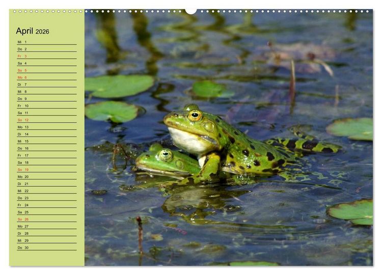 Produktbild: Frosch m&uuml;sste man sein! (hochwertiger Premium Wandkalender 2026 DIN A2 quer), Kunstdruck in Hochglanz