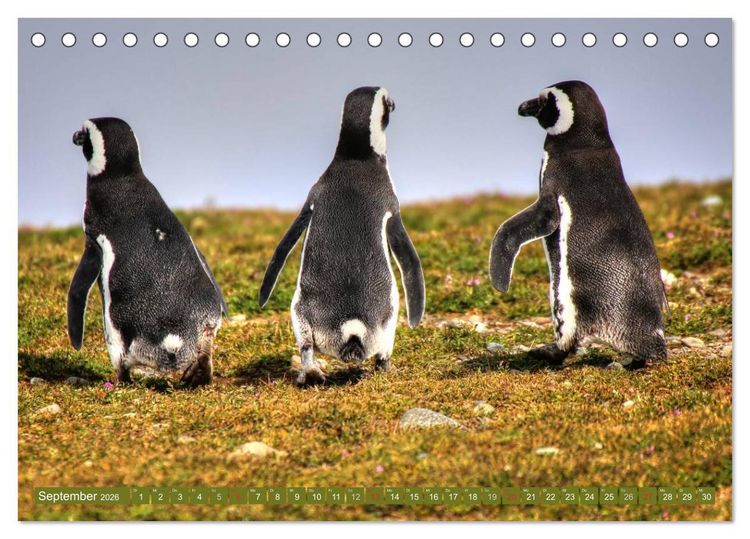 Produktbild: Wildes Patagonien - Abenteuer am Ende der Welt (Tischkalender 2026 DIN A5 quer), CALVENDO Monatskalender
