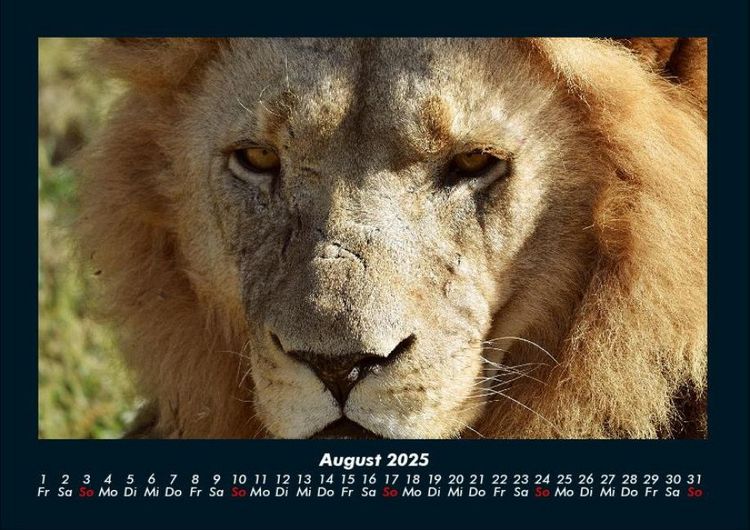 Produktbild: L&ouml;wen in der Wildnis 2025 Fotokalender DIN A4