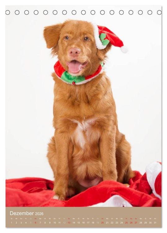 Produktbild: Hundekinder (Tischkalender 2026 DIN A5 hoch), CALVENDO Monatskalender