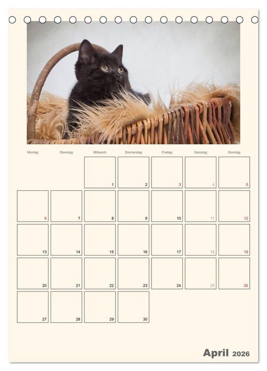 Produktbild: Schmusige Britisch Kurzhaar (Tischkalender 2026 DIN A5 hoch), CALVENDO Monatskalender