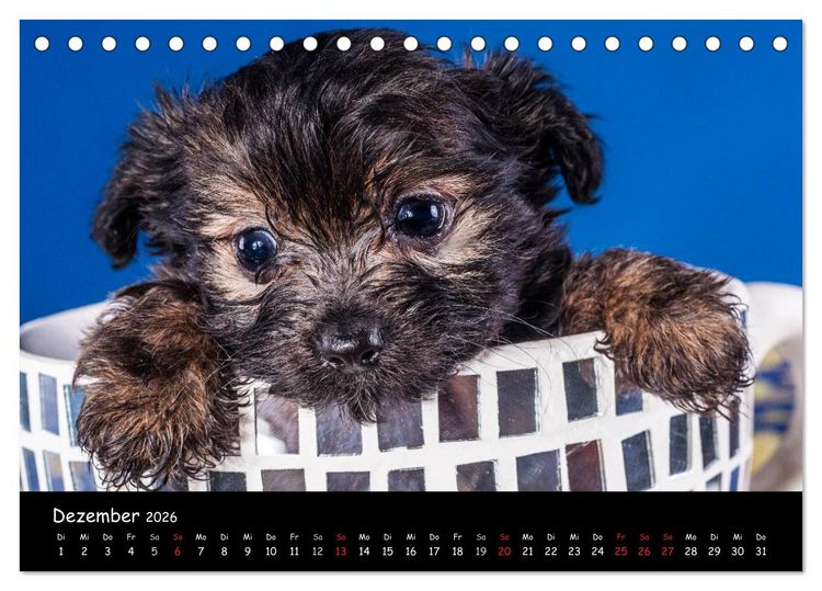 Produktbild: Bolonka Welpenstube (Tischkalender 2026 DIN A5 quer), CALVENDO Monatskalender