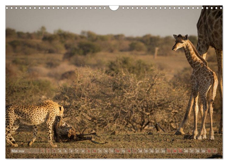 Produktbild: Geparden - Die Sch&ouml;nheiten Afrikas (Wandkalender 2026 DIN A3 quer), CALVENDO Monatskalender