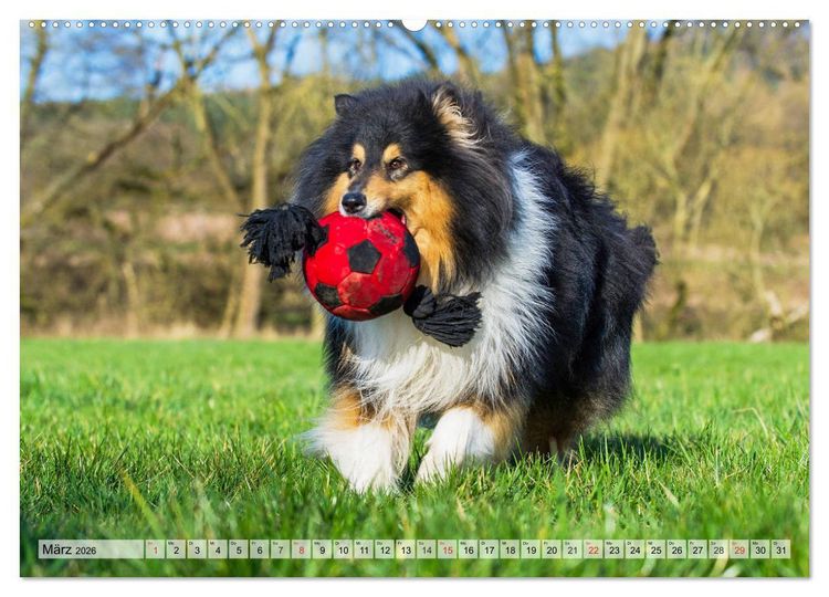 Produktbild: Collie - Das Gl&uuml;ck hat 4 Pfoten (Wandkalender 2026 DIN A2 quer), CALVENDO Monatskalender