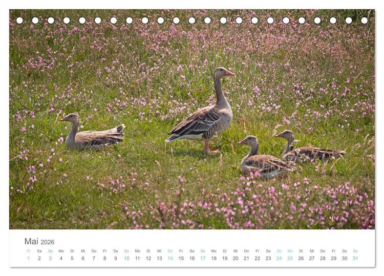 Produktbild: Juist - mein T&ouml;werland (Tischkalender 2026 DIN A5 quer), CALVENDO Monatskalender