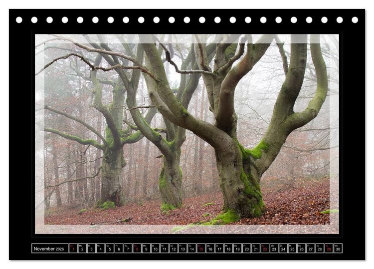Produktbild: Zauberwald HALLOH (Tischkalender 2026 DIN A5 quer), CALVENDO Monatskalender