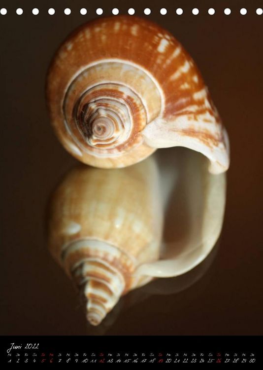 Produktbild: Muscheln und Schnecken (Tischkalender 2022 DIN A5 hoch)
