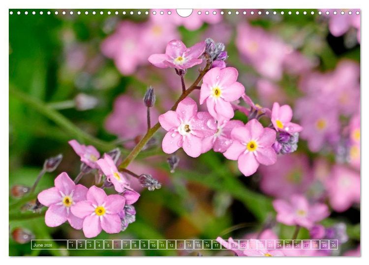 Produktbild: Blooming beauties (Wall Calendar 2026 DIN A3 landscape), CALVENDO 12 Month Wall Calendar