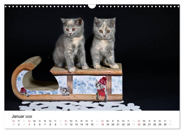 Produktbild: Briten B&auml;rchen &ndash; Britsch Kurzhaar 2026 (Wandkalender 2026 DIN A3 quer), CALVENDO Monatskalender